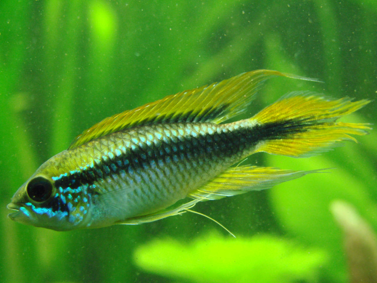 Apistogramma agassizii